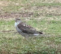 Hønsehauk (Accipiter gentilis)