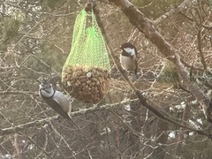 Toppmeis (Lophophanes cristatus)