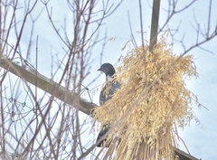 Ringdue (Columba palumbus)