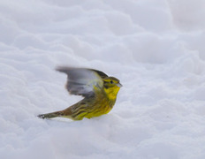 Gulspurv (Emberiza citrinella)