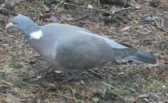 Ringdue (Columba palumbus)