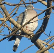 Ringdue (Columba palumbus)