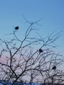 Sidensvans (Bombycilla garrulus)