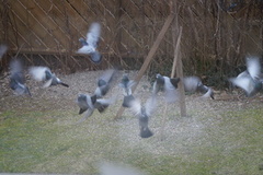 Bydue (Columba livia domestica)