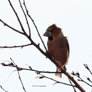 Kjernebiter (Coccothraustes coccothraustes)