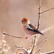 Kjernebiter (Coccothraustes coccothraustes)