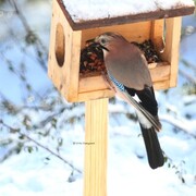 Nøtteskrike (Garrulus glandarius)