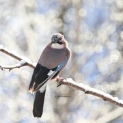 Nøtteskrike (Garrulus glandarius)