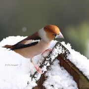 Kjernebiter (Coccothraustes coccothraustes)