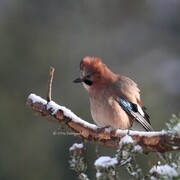 Nøtteskrike (Garrulus glandarius)