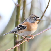 Bjørkefink (Fringilla montifringilla)