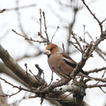 Kjernebiter (Coccothraustes coccothraustes)