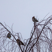 Sidensvans (Bombycilla garrulus)