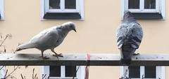 Bydue (Columba livia domestica)