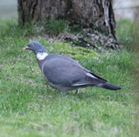 Ringdue (Columba palumbus)