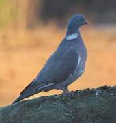 Ringdue (Columba palumbus)