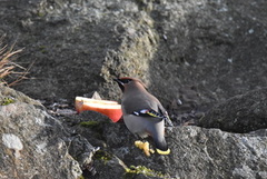 Sidensvans (Bombycilla garrulus)