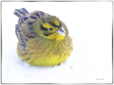 Gulspurv (Emberiza citrinella)