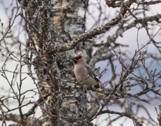 Sidensvans (Bombycilla garrulus)