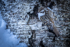 Trekryper (Certhia familiaris)