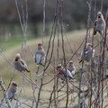 Sidensvans (Bombycilla garrulus)