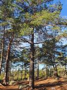 Furu (Pinus sylvestris)