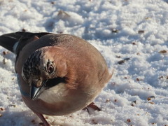 Nøtteskrike (Garrulus glandarius)