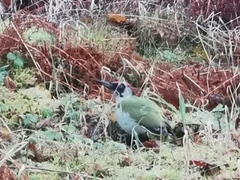 Grønnspett (Picus viridis)