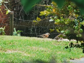 Bjørkefink (Fringilla montifringilla)