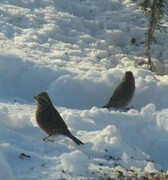 Gulspurv (Emberiza citrinella)