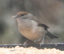 Munk (Sylvia atricapilla)