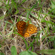 Argynnis