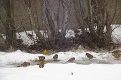 Gulspurv (Emberiza citrinella)