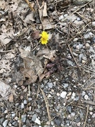 Hestehov (Tussilago farfara)