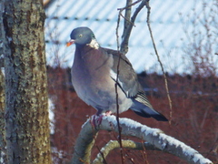 Ringdue (Columba palumbus)