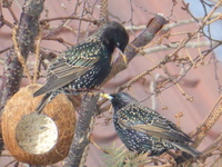 Stær (Sturnus vulgaris)