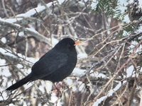 Svarttrost (Turdus merula)