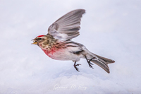 Gråsisik (Carduelis flammea)