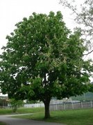 Hestekastanje (Aesculus hippocastanum)