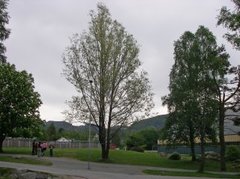 Hvitpil (Salix alba)