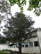 Sibirlerk (Larix sibirica)