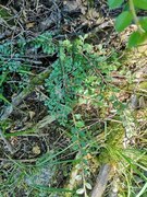 Krypmispel (Cotoneaster horizontalis)