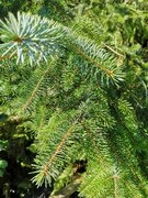 Sitkagran (Picea sitchensis)