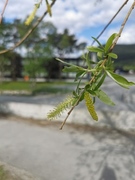 Hvitpil (Salix alba)
