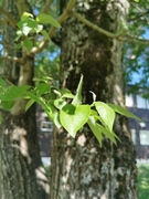 Selje (Salix caprea)