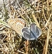 Idasblåvinge (Plebejus idas)