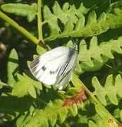 Liten kålsommerfugl (Pieris rapae)