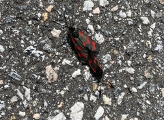 Seksflekket bloddråpesvermer (Zygaena filipendulae)