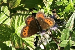 Fløyelsringvinge (Erebia ligea)