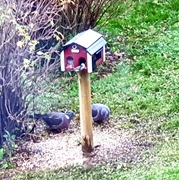 Ringdue (Columba palumbus)